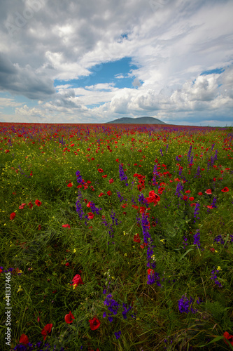 Field of poppies. Red poppies bloom in a wild field in sunny weather. Beautiful field red poppies among green grass with selective focus.