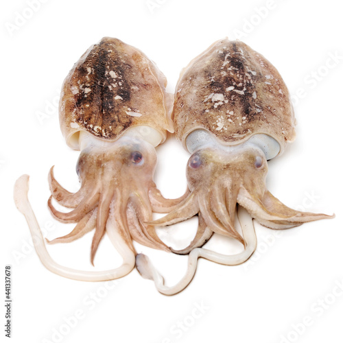 Raw cuttlefish on white background.