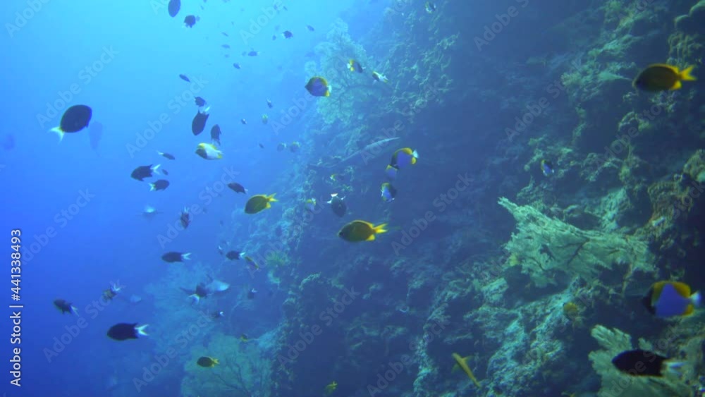 school of fish, shark school of fish, shark