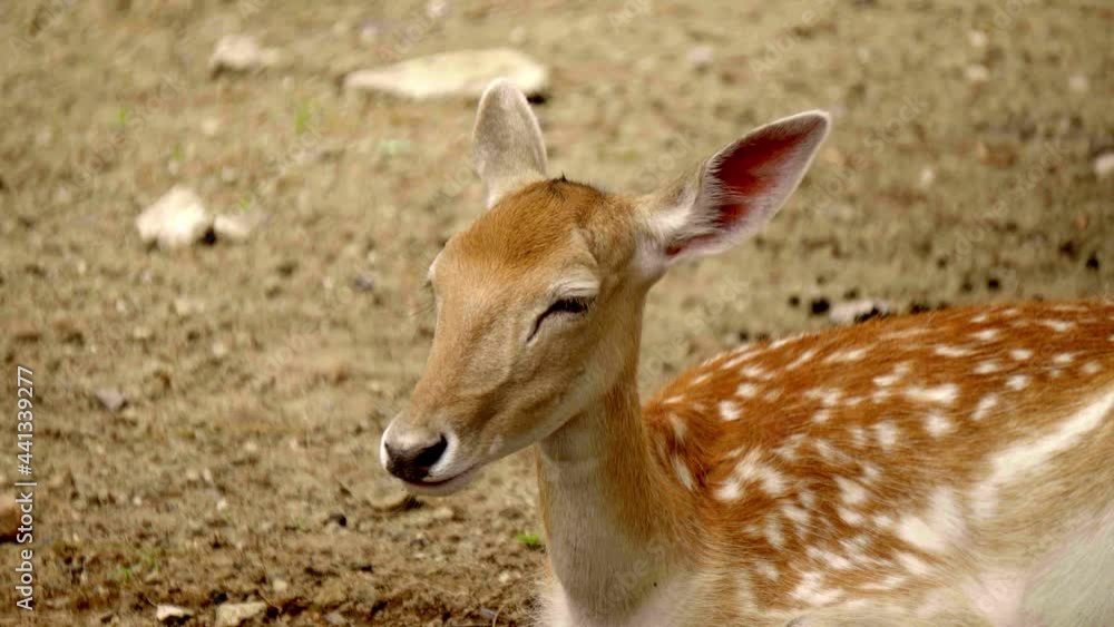 Sika deer (Cervus nippon) lying on the ground almost asleep and chewing. Spotted deer, Japanese deer. closeup view Sika deer (Cervus nippon) lying on the ground almost asleep and chewing. Spotted deer, Japanese deer. closeup view