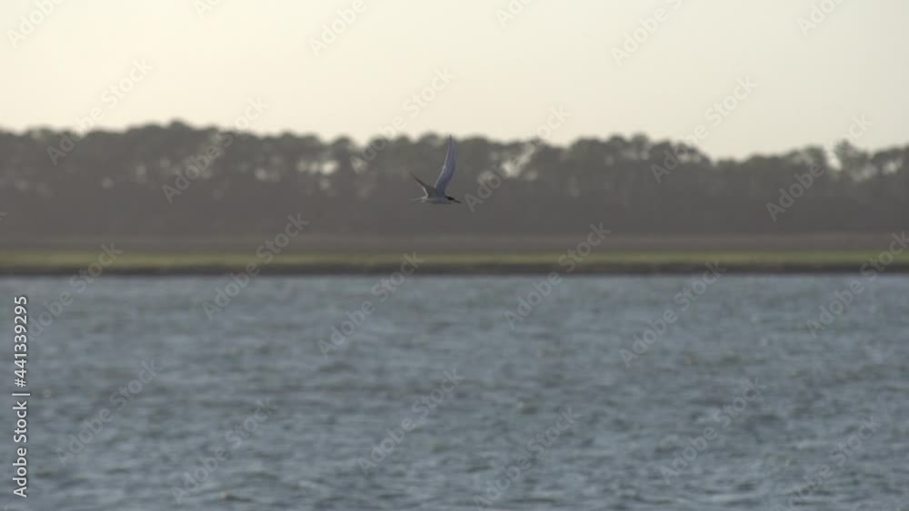 Single bird flying over the water and march at sunset. Single bird flying over the water and march at sunset.