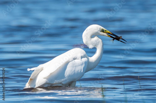Great White Egret at a Wetland Lake in Latvia Eating Fish