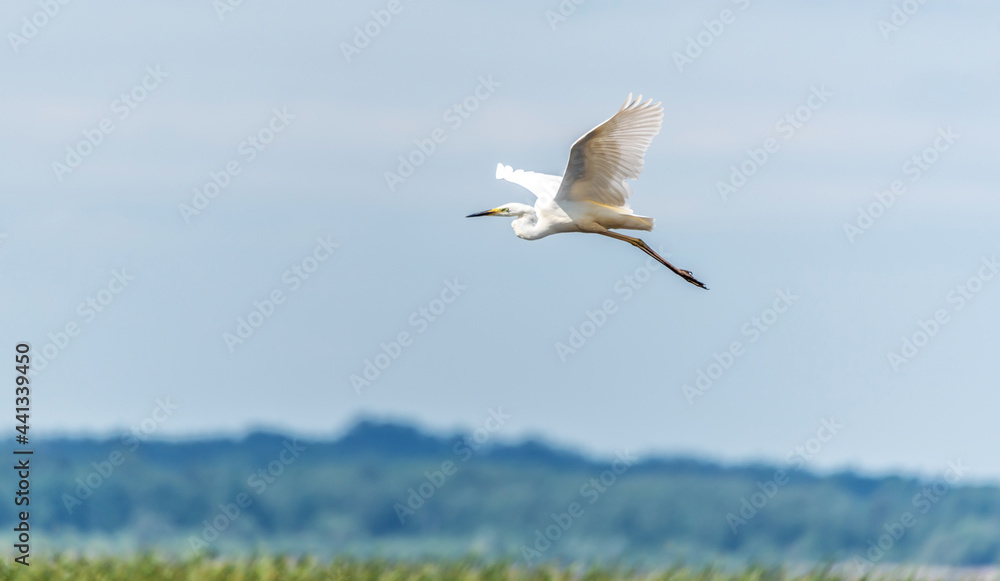 Fototapeta premium Great White Egret Flying over a Wetland Lake in Latvia