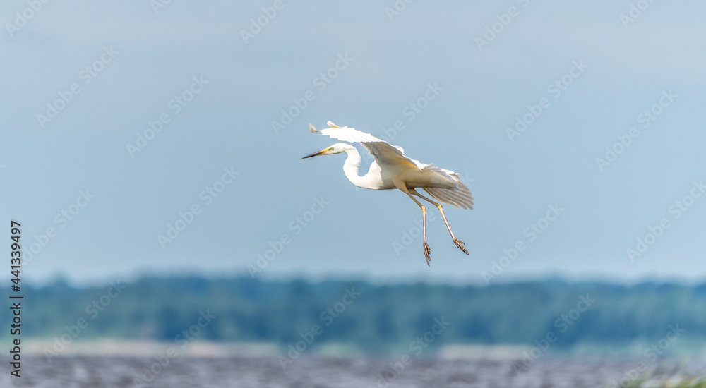 Great White Egret Flying over a Wetland Lake in Latvia Great White Egret Flying over a Wetland Lake in Latvia