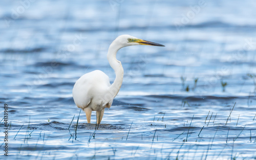Great White Egret at a Wetland Lake in Latvia