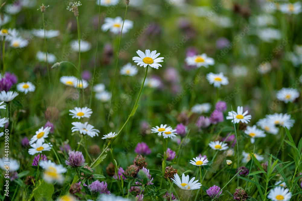 daisies in a field daisies in a field