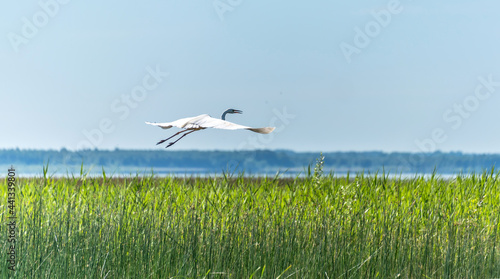 Great White Egret Flying over a Wetland Lake in Latvia