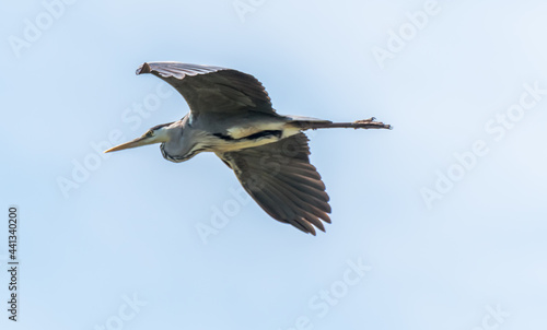 Grey Heron Flying Over a Wetland Lake in Latvia © JonShore