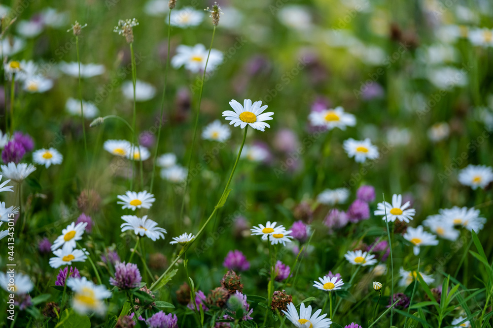 field of daisies