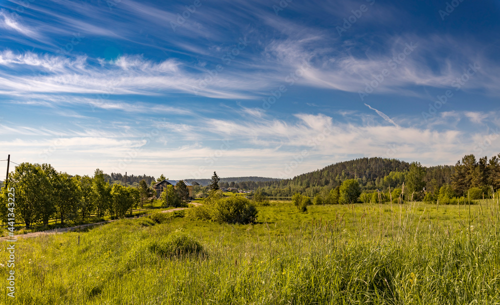 beautiful panorama rural landscape illuminated by the sun. yellow flowers blooming in the spring field. wildflowers. summer panoramic view. Summer landscape of meadows in front of the forest.