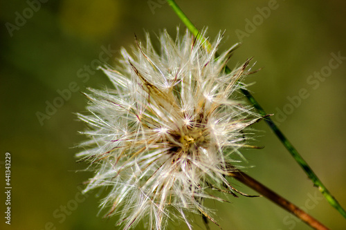 Piumino naturale