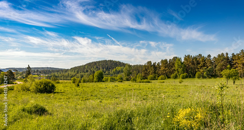 beautiful panorama rural landscape illuminated by the sun. yellow flowers blooming in the springfield. wildflowers. summer panoramic view. landscape of meadow in front of the forest.