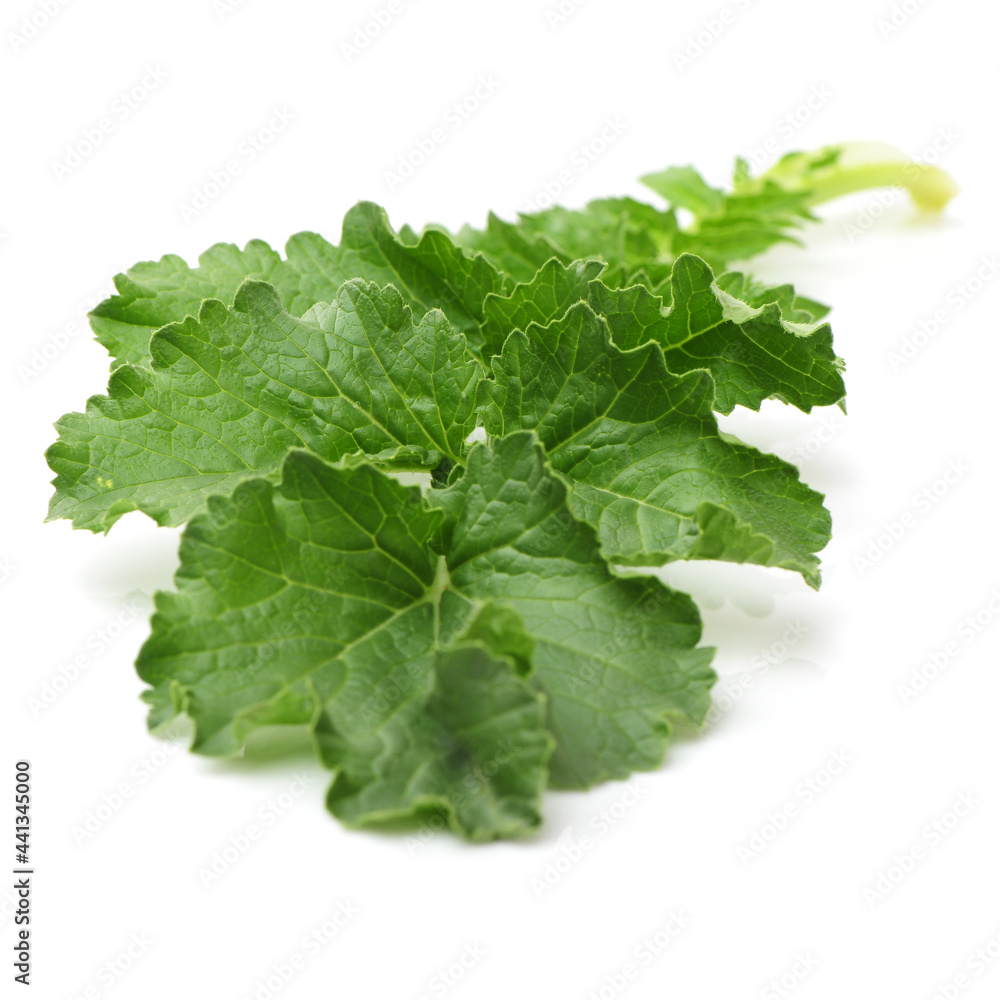 White radish leaves on white background White radish leaves on white background