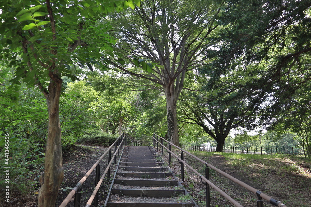 railway in the forest