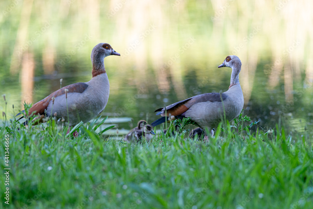 Pair of Egyptian Geese with small chicks at the water's edge in the grass, Alopochen aegyptiaca, Dutch city park wildlife Pair of Egyptian Geese with small chicks at the water's edge in the grass, Alopochen aegyptiaca, Dutch city park wildlife