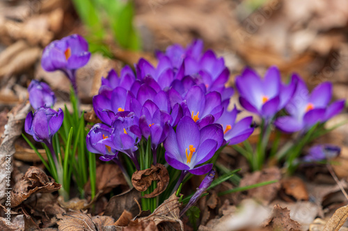 spring crocus flowers