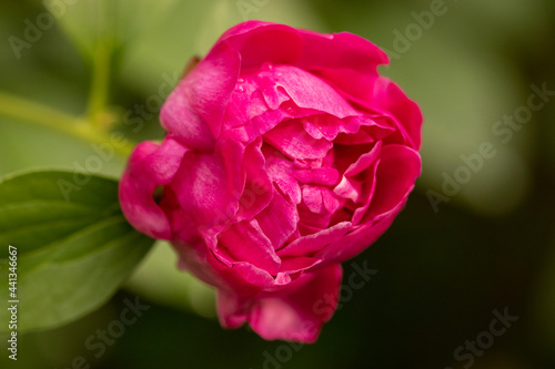 pink rose in garden