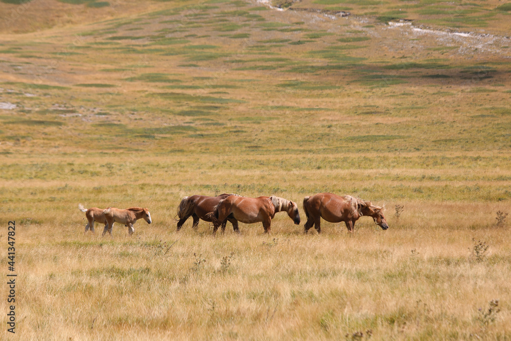 horses in the wild grazing and grazing undisturbed in the boundless prairie in summer