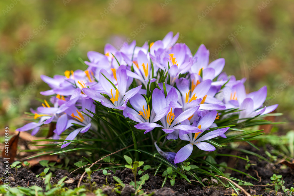 spring crocus flowers spring crocus flowers