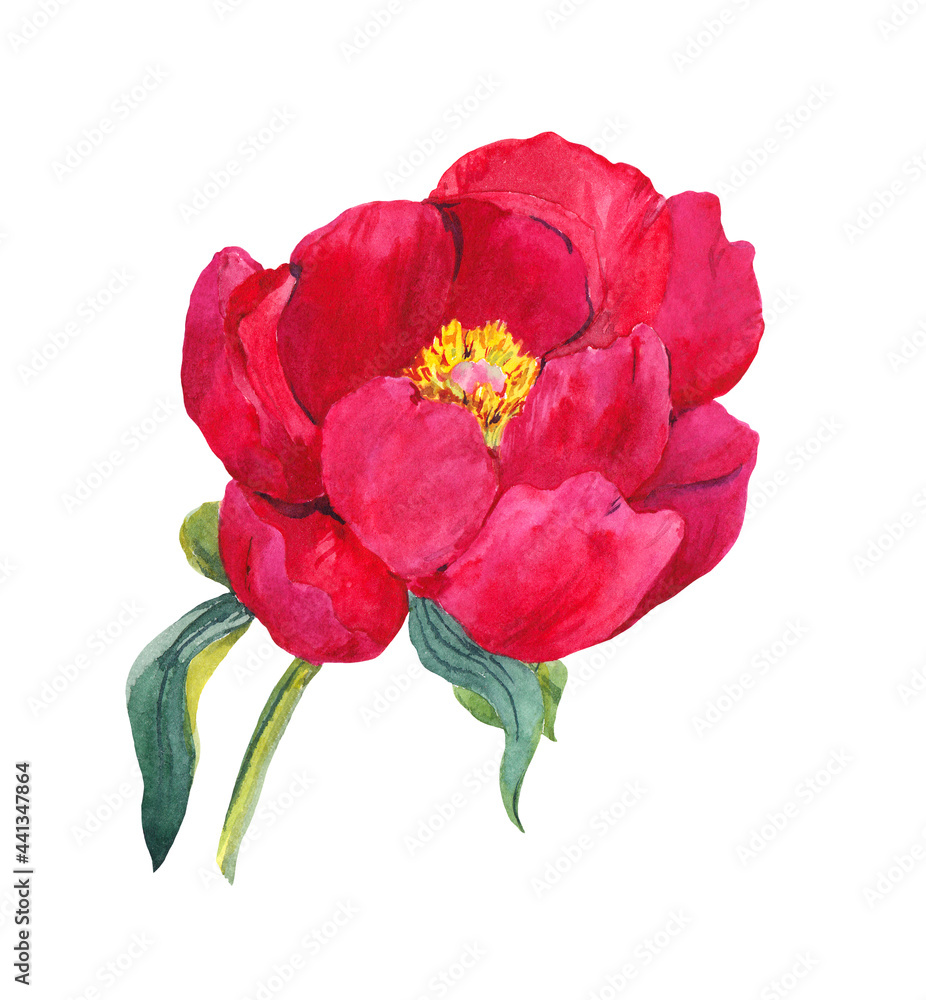 Red peony flower. Watercolor hand painted drawing Red peony flower. Watercolor hand painted drawing