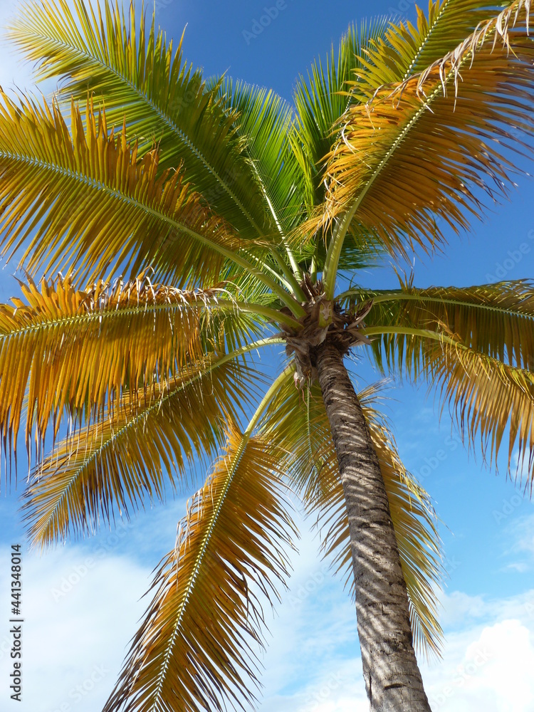 Obraz premium Cocotier 
