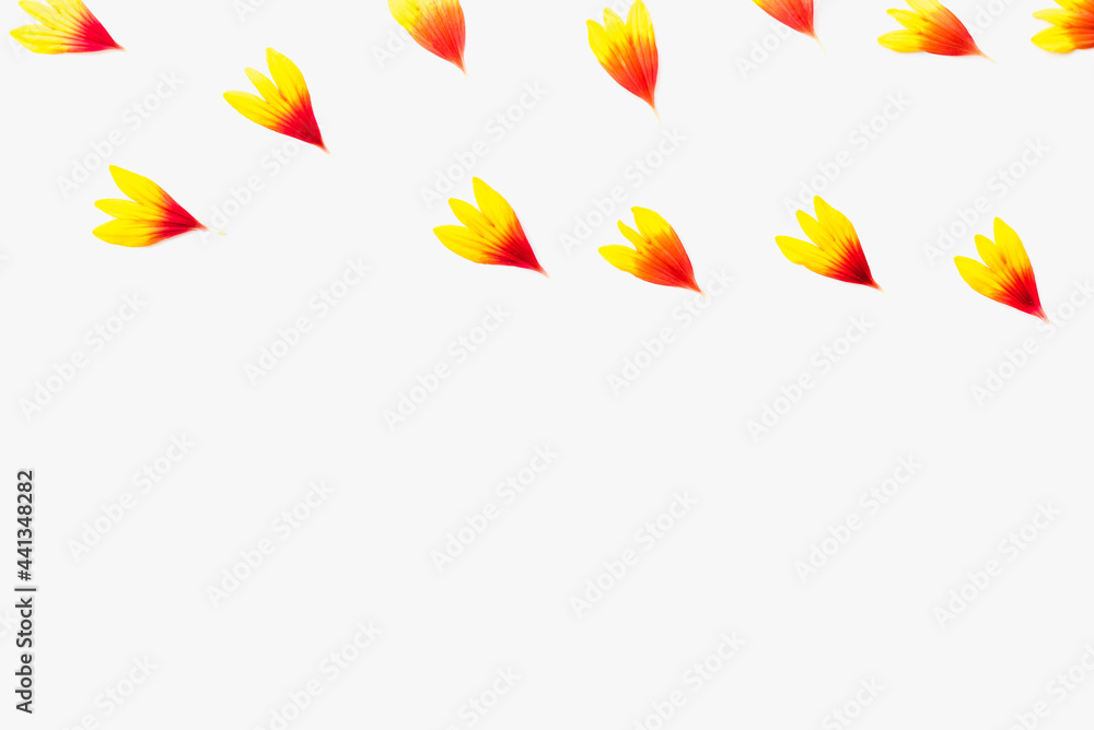 yellow petals on a white background, background with petals, colored background yellow petals on a white background, background with petals, colored background