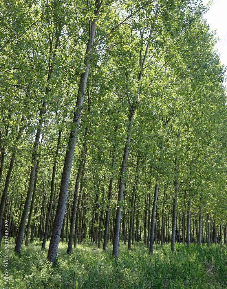 Poplar grove with young trees with long trunks planted to obtain cellulose for the paper industry Poplar grove with young trees with long trunks planted to obtain cellulose for the paper industry