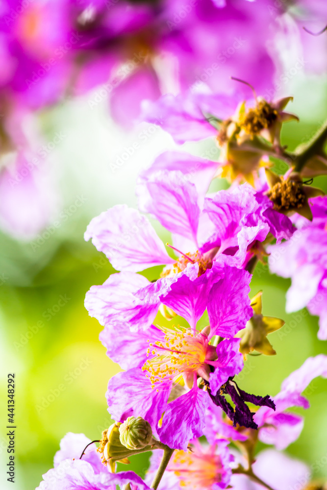 Close up Violet Lagerstroemia floribunda flower in home garden on summer. Close up Violet Lagerstroemia floribunda flower in home garden on summer.
