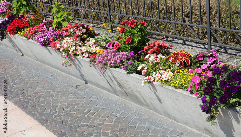 flowerbed with many colorful blossomed flowers to decorate the streets of the city i