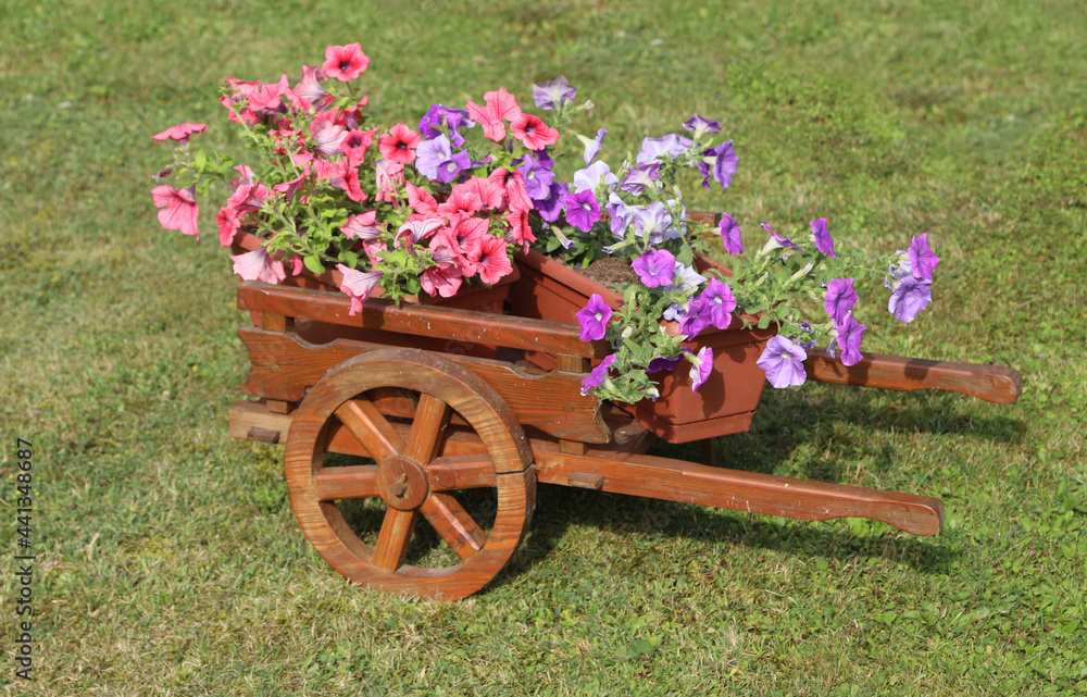 flower pot in a wooden wheelbarrow to decorate the garden in spring
