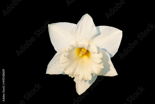 White daffodil. Narcissus isolated on a black background