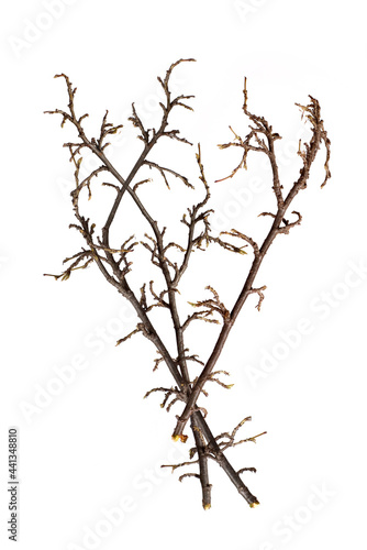 Plant branch without leaves isolated on white background