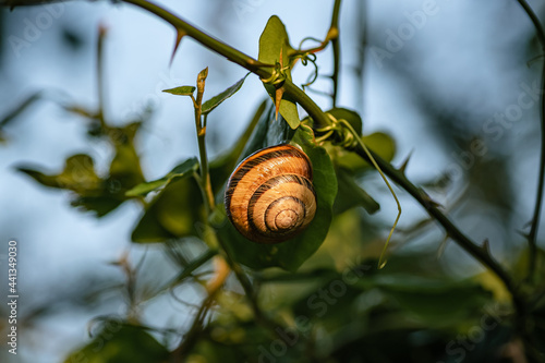 Brown Garden Snail on the leaf Closeup photo