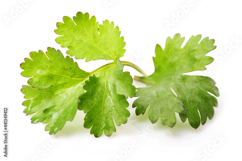 Celery leaves isolated on white background