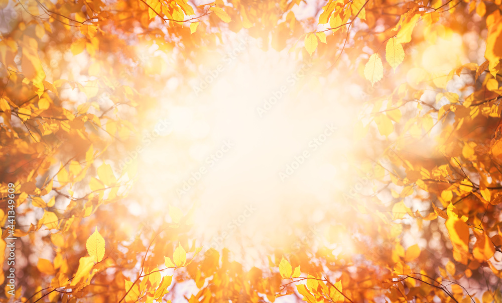Golden brown tree leaves and autumn a bright sunny yellow sky border background.