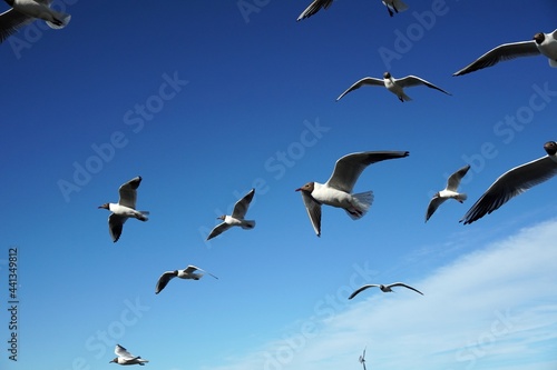 a lot of seagulls Black-headed gulls birds on the blue sky with clouds. Sea or ocean nice picture. Summer day. Background pattern. High quality photo