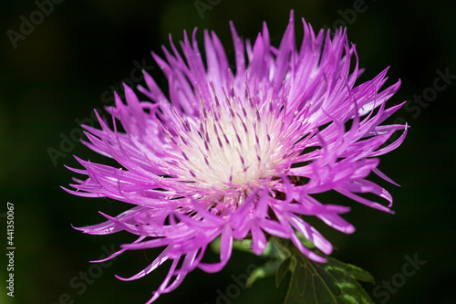 thistle flower