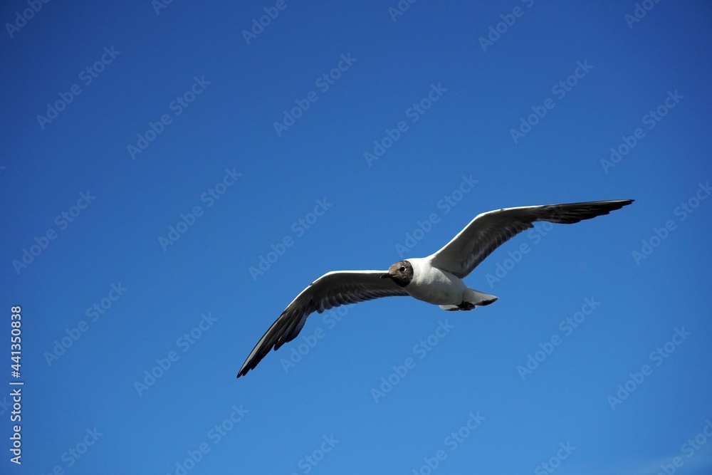 Lonely seagull Black-headed gull bird on the clear blue sky. Sea or ocean nice picture. Summer day. Background pattern. High quality photo
