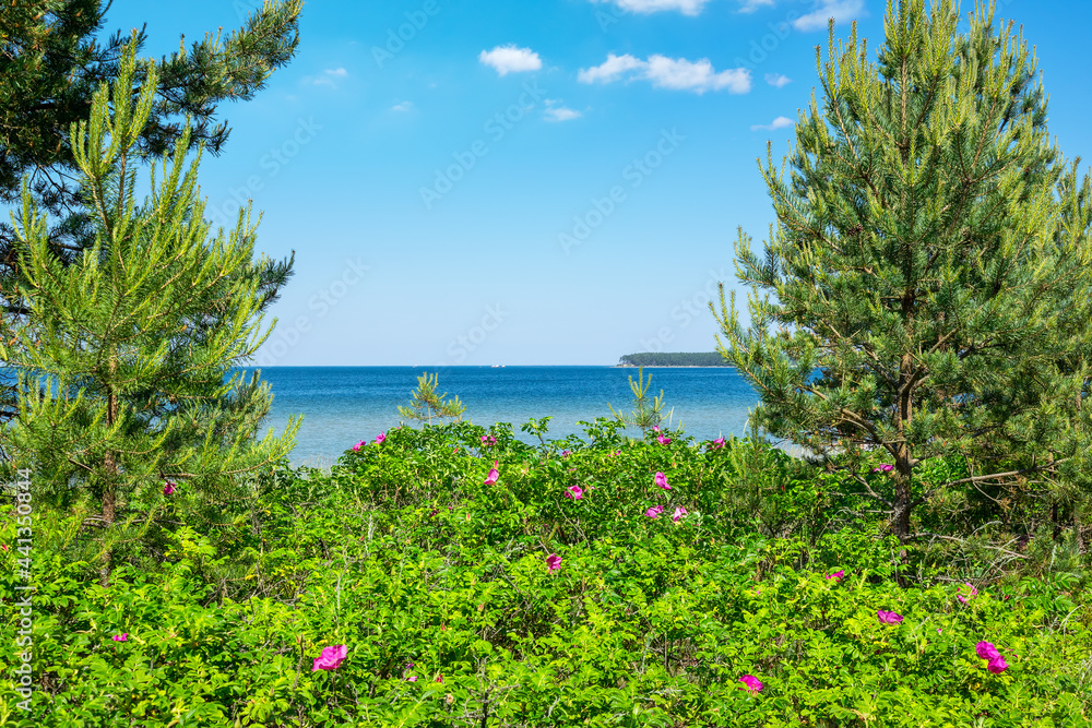 Rosehip bushes on the seashore. Estonia