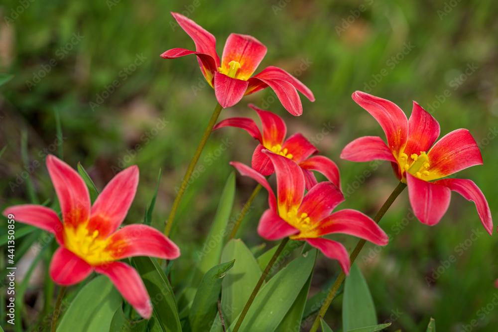 red and yellow flowers red and yellow flowers