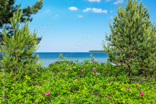 Rosehip bushes on the seashore. Estonia