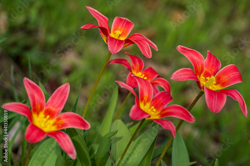red and yellow flowers © Pears Glafey