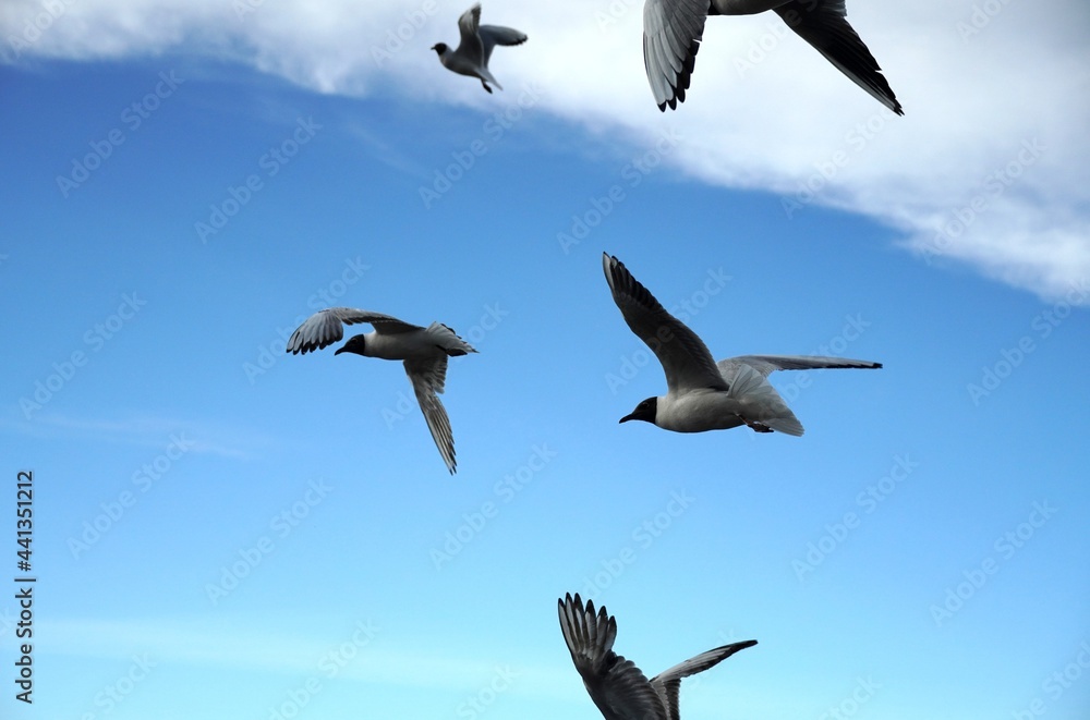 Obraz premium a lot of seagulls Black-headed gulls birds on the blue sky with clouds. Sea or ocean nice picture. Summer day. Background pattern. High quality photo