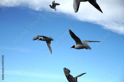 a lot of seagulls Black-headed gulls birds on the blue sky with clouds. Sea or ocean nice picture. Summer day. Background pattern. High quality photo © Lunatishe