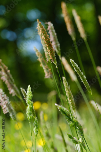Gräser blühen im Frühling / Sommer auf einer Wiese - Achtung Pollen und Allergie-Gefahr
