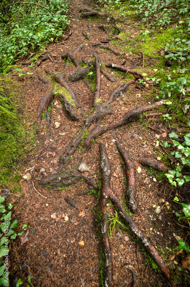 Fototapeta premium Racines dans les gorges de Thurignin à Belmont-Luthézieu, Ain, France