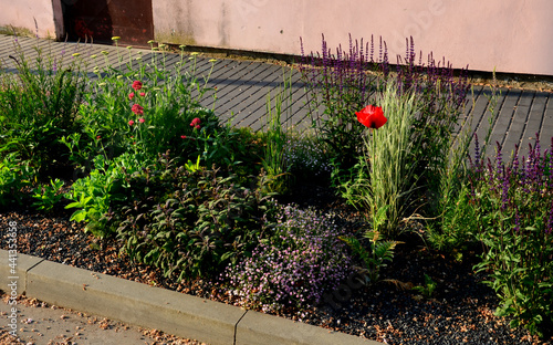 bed of colorful prairie flowers in an urban environment attractive to insects and butterflies, mulched by gravel. on the corners of the essential oil large boulders against crossing the edges  photo