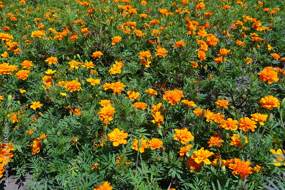 Intense orange flowers of Tagetes patula in July
