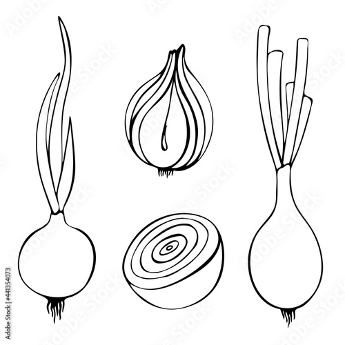 Contour vector illustration of onion with leaves. Image of fresh vegetables, summer season. Drawn by hands. Isolated over white background.