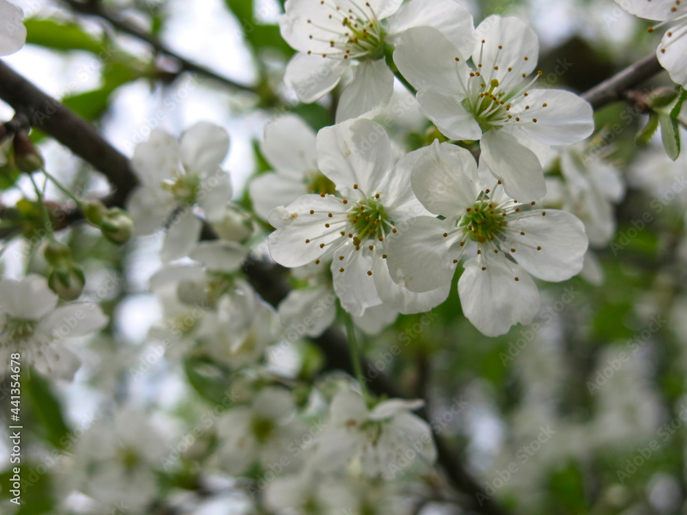 cherry tree blooms luxuriantly with white flowers in the spring in the garden cherry tree blooms luxuriantly with white flowers in the spring in the garden